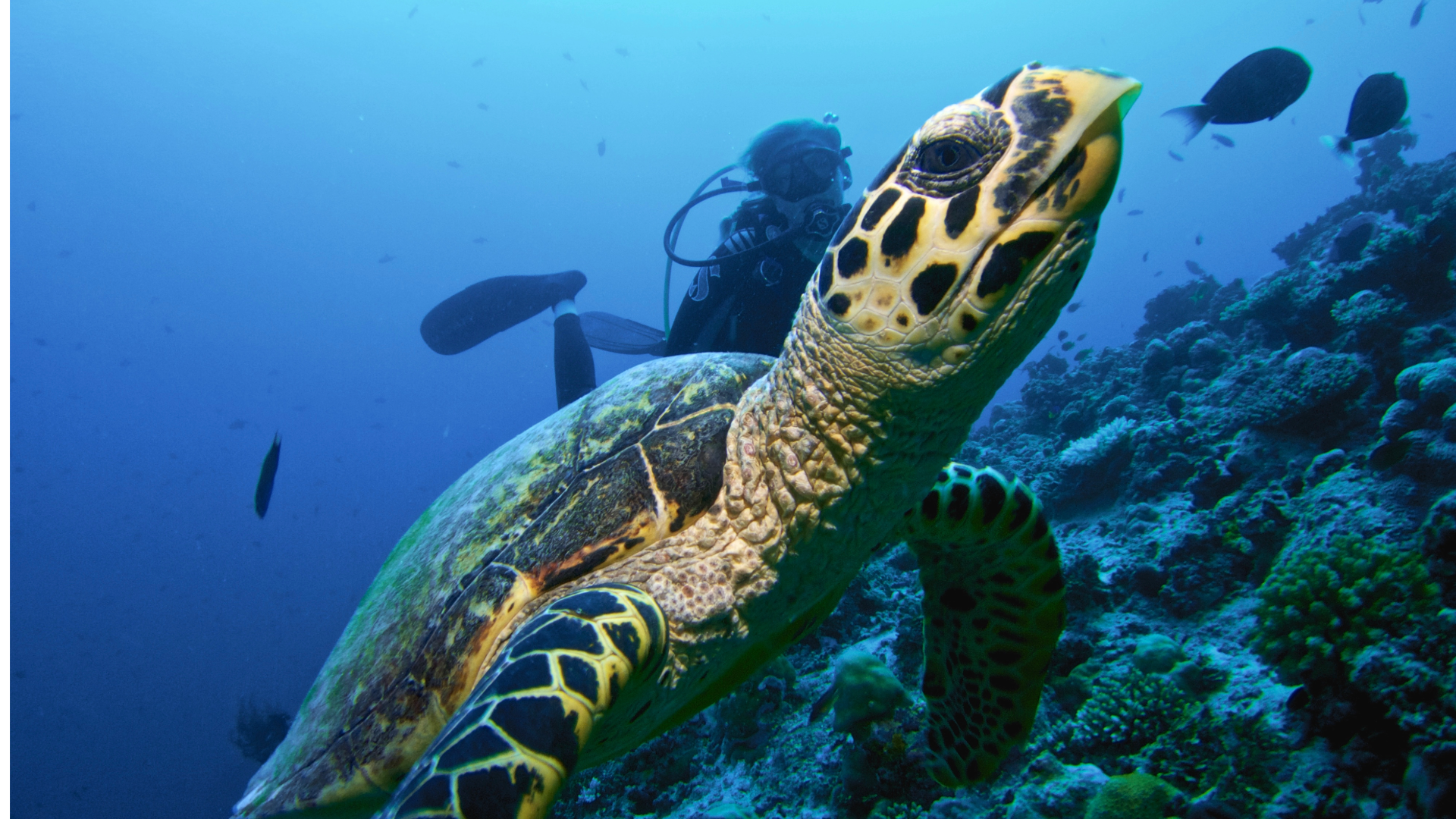 Raa Atoll
