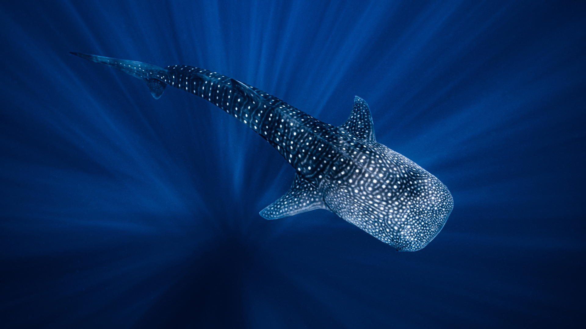 Ari Atoll