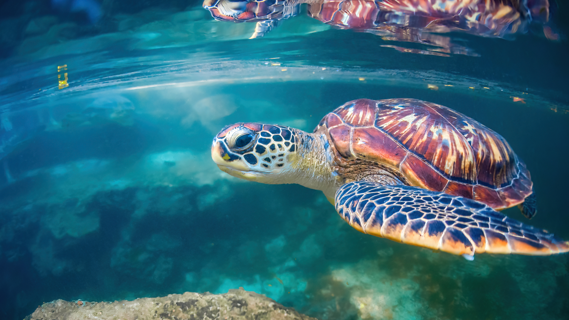 Buoyed Turtle Sanctuary
